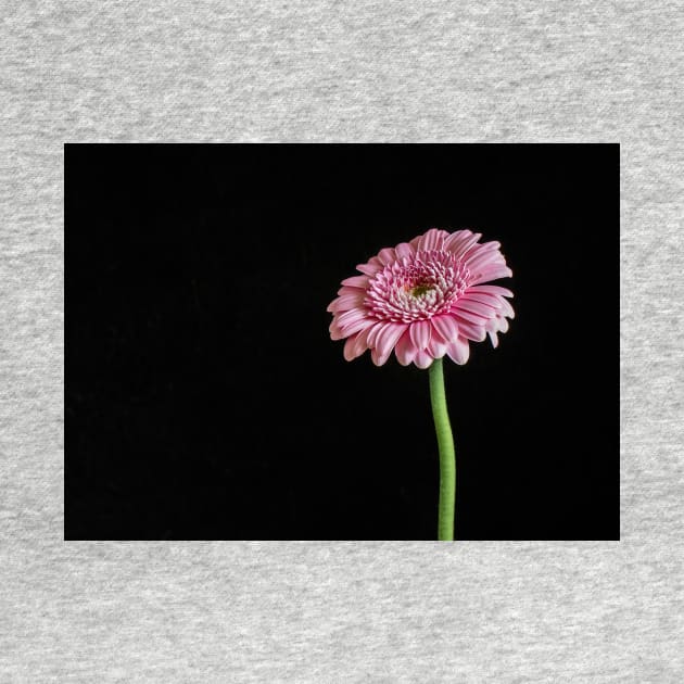 Pink Gerbera with Black Background by TonyNorth